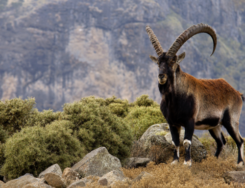 Armenia’s Wildlife: Leopards, Mouflons and Vultures