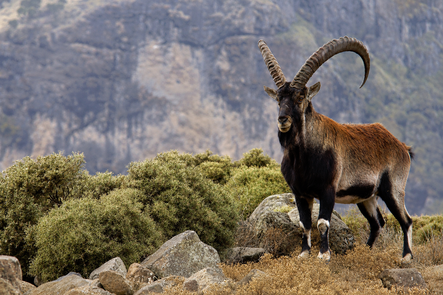 Bouquetin (bouc bézoard) dans les montagnes d'Arménie
